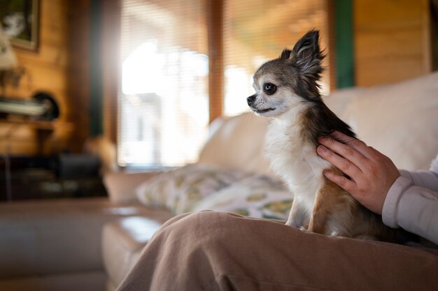 Proprietário de vista lateral sentado no sofá com cachorro