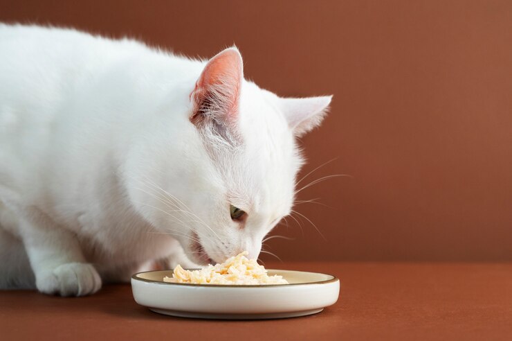 Foto grátis próximo a comer animais de estimação adoráveis