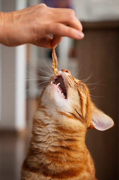 Foto grátis próximo a comer animais de estimação adoráveis