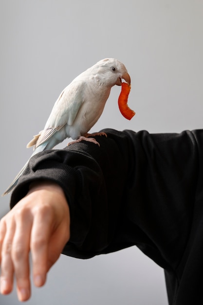 Foto grátis próximo de um papagaio adorável a comer