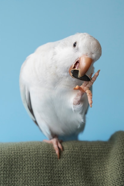 Foto grátis próximo de um papagaio adorável a comer