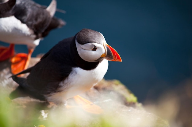 Puffin