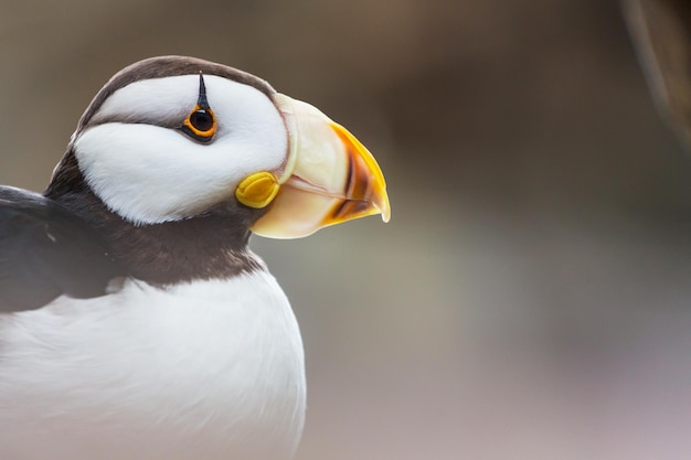 Puffin