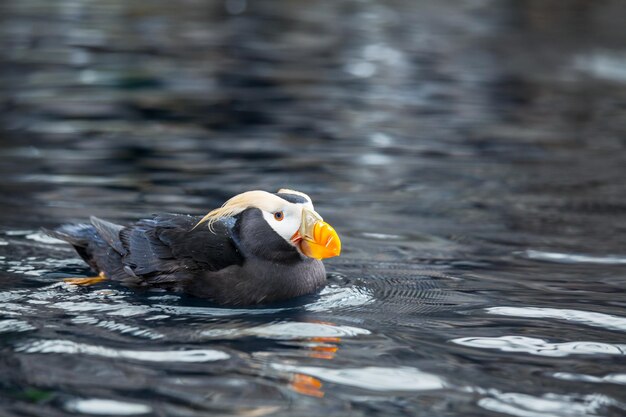 Puffin