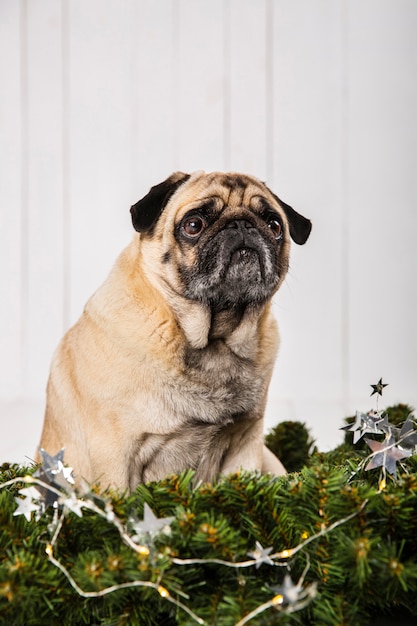 Pug adorável perto de decoração de ramos de pinheiro