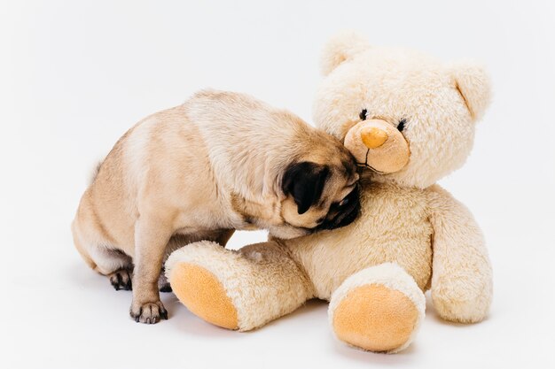 Pug bonito cheirando grande urso de pelúcia fulvo