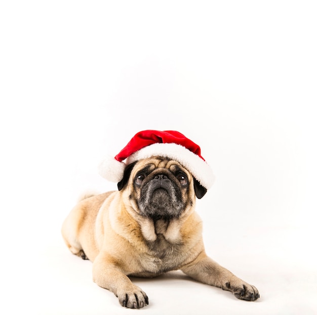 Pug fofo com colocação de chapéu de Papai Noel