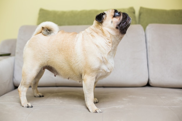 Pug fofo deitado no sofá em casa