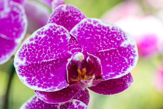 Purple phalaenopsis orchid flower