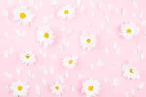 Foto grátis quadro completo de flores brancas com pétalas no pano de fundo rosa