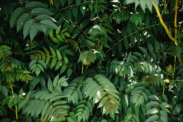 Quadro completo de folhas tropicais verdes