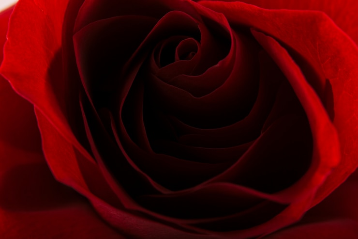 Foto grátis quadro completo de rosa vermelha escura