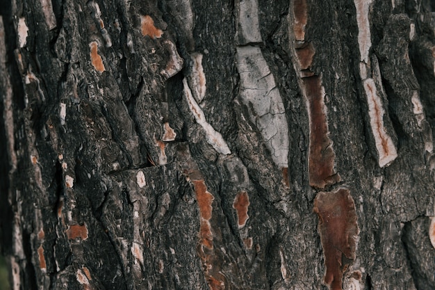 Quadro completo de textura de casca de árvore macro