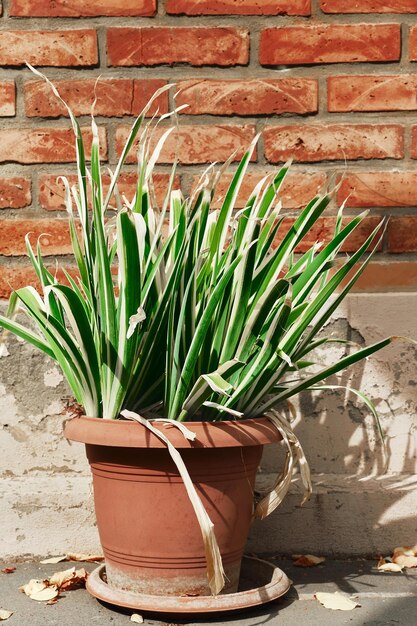 Quadro vertical de uma flor em uma panela em um fundo de parede de tijolo Foco seletivo em folhas de flores decorando um pátio nos bairros antigos da cidade