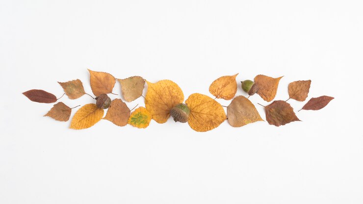 Foto grátis queda de folhas secas e bolota formando tira