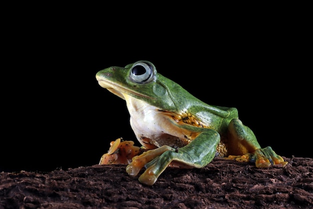 Rã voadora com cara de close na madeira