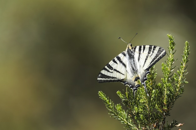 Foto grátis rabo de andorinha escasso, iphiclides podalirius