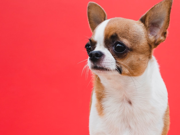 Raça de cachorro pequeno bonito olhando para longe fundo vermelho