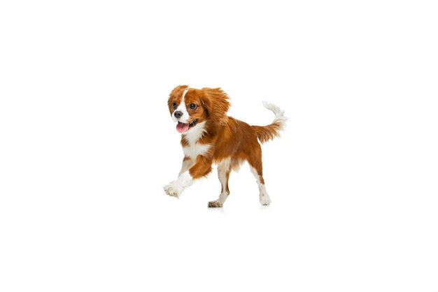 Raça de cão de companhia King Charles Spaniel em movimento isolado sobre fundo de estúdio branco