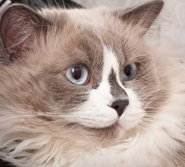 Ragdoll raça de gato cara close-up