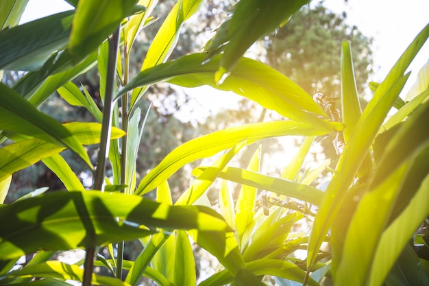 Raios de sol em plantas tropicais