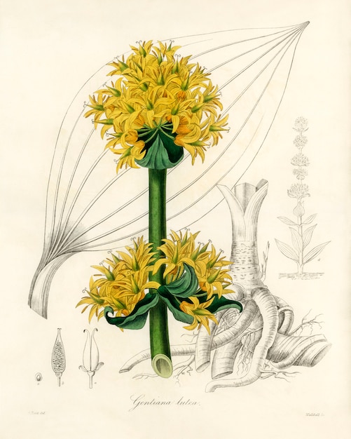 Foto grátis raiz amarga (gentiana lutea) ilustração de medicina botânica (1836)