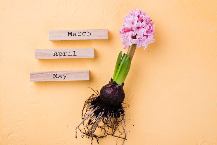 Foto grátis raiz de jacinto com etiquetas de meses de primavera