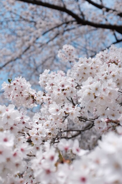 Ramo da flor de cerejeira com uma embaçada