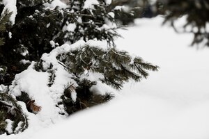 Ramo de abeto coberto de neve