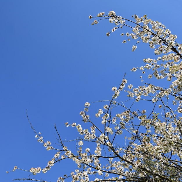 Ramo de árvore de florescência bonito da fruta. Belamente árvore florida. Flores brancas e rosa com sol