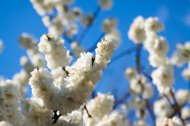 ramo de árvore na primavera