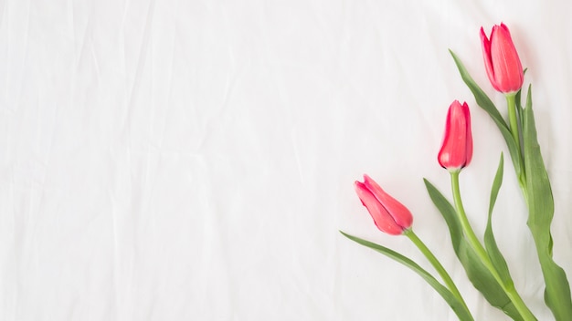 Ramo de flores rosa em caules com folhas verdes