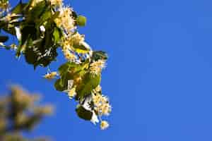 Foto grátis ramo de linden em flor