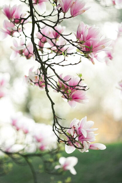 Ramo de magnólia flor magnífica na primavera