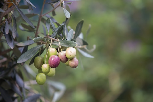 Ramo de oliveira.