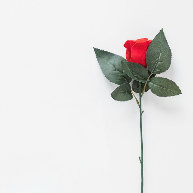 Foto grátis ramo de rosa vermelha na mesa