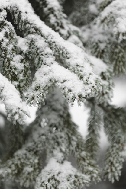 Ramo de vista frontal do pinheiro com neve