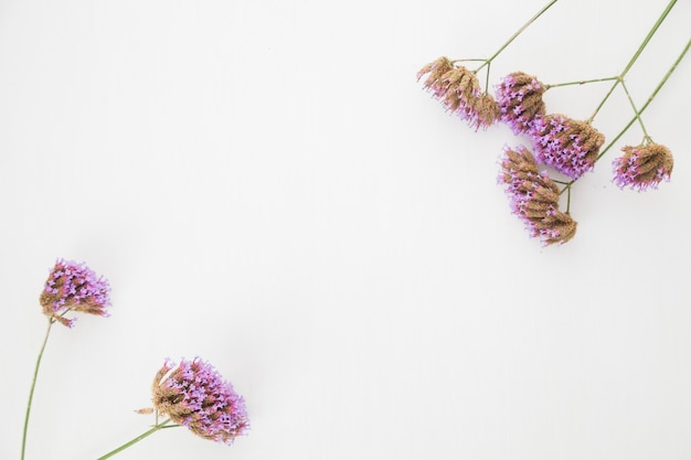 Foto grátis ramo floral composto em branco