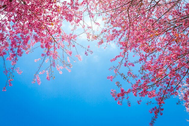 ramos bonitos de árvores com flores cor de rosa