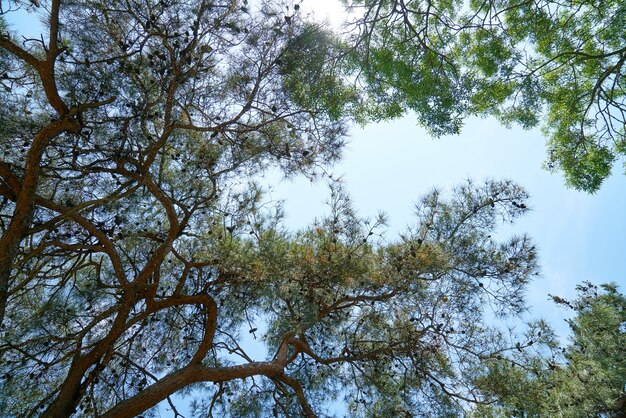 Ramos de árvores com fundo do céu