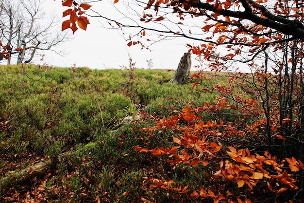 Ramos de árvores vermelhas na floresta de outono