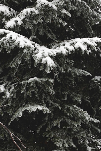 Foto grátis ramos de close-up de folhas com neve