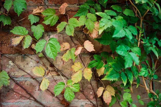 Ramos de uma planta verde escalada em uma parede de tijolos antigos uma ideia para um plano de fundo ou papel de parede