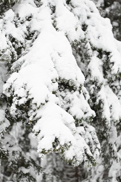 Ramos e folhas de pinheiro sob a neve