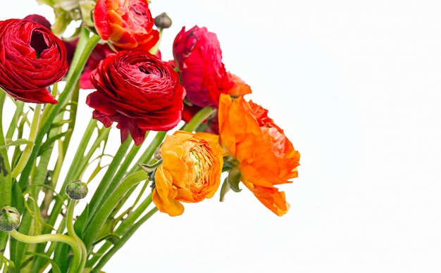 Ranunkulyus buquê de flores vermelhas em um espaço em branco. cartão de felicitações