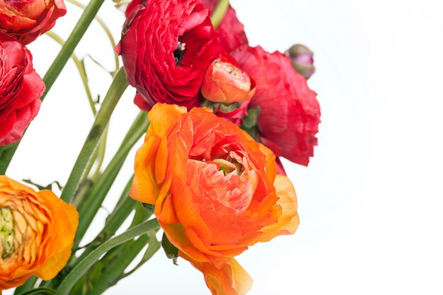 Ranunkulyus buquê de flores vermelhas em um espaço em branco. cartão de felicitações