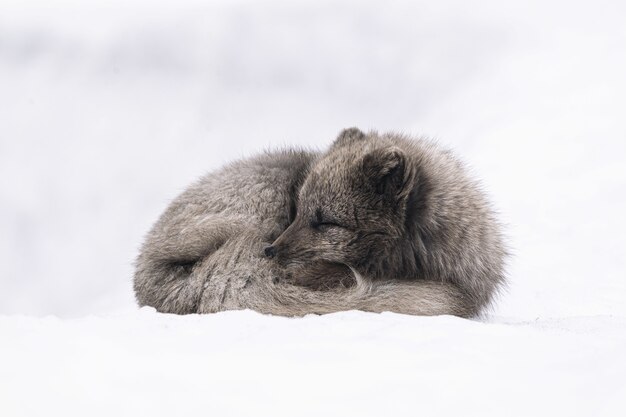 Raposa branca e cinza deitada em solo coberto de neve durante o dia