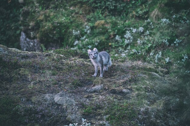 Raposa cinza e branca no topo da montanha