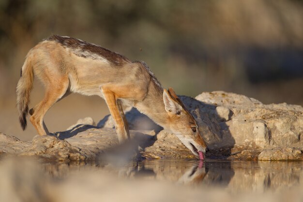 Raposa-de-areia-preta, bebendo água de um pequeno lago perto das rochas