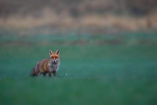 Raposa-vermelha macho na pastagem verde